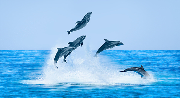 image_dauphins