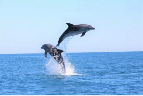 image_dauphins